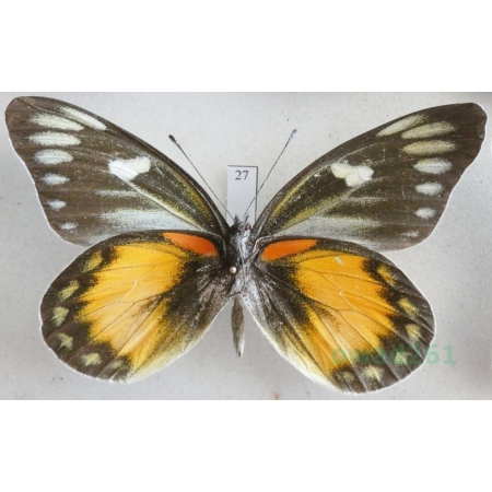 Delias zebuda Hewitson, 1862 male reverse Indonesia, Sulawesi27